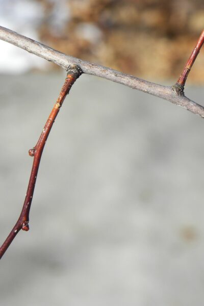 Crataegus phaenopyrum - Buds
