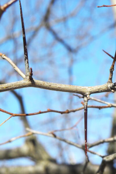 Crataegus phaenopyrum - Thorns & Stem