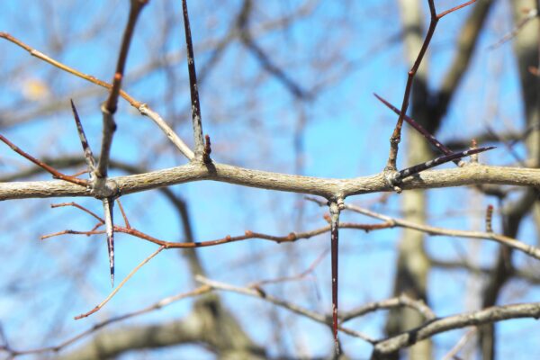 Crataegus phaenopyrum - Thorns & Stem