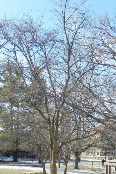 Crataegus phaenopyrum - Winter Habit of Young Tree