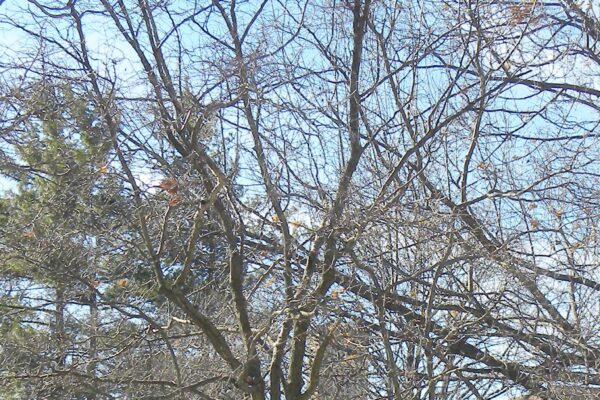 Crataegus phaenopyrum - Winter Habit of Young Tree
