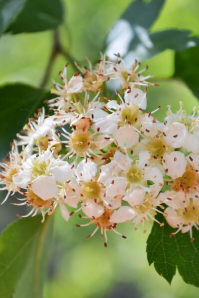 Crataegus phaenopyrum - Flowers