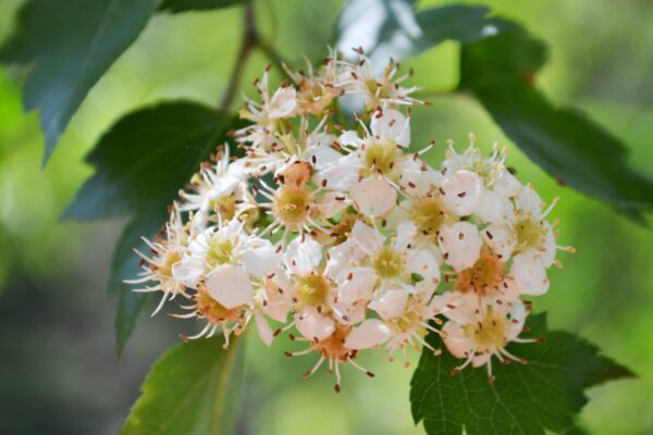 Crataegus phaenopyrum - Flowers