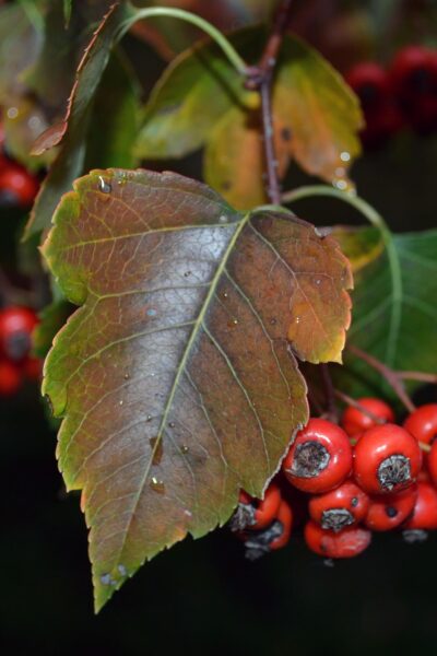 Crataegus phaenopyrum - Fall Leaf and Fruits