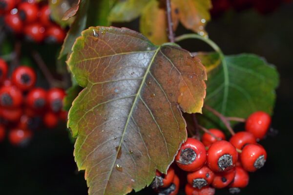 Crataegus phaenopyrum - Fall Leaf and Fruits