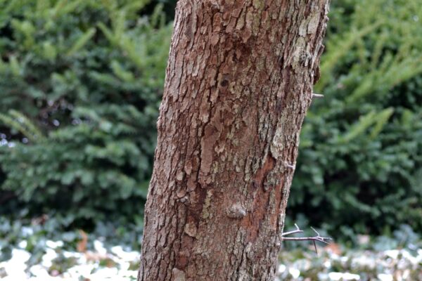 Crataegus phaenopyrum - Bark
