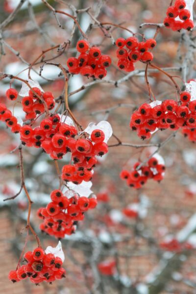 Crataegus phaenopyrum - Fruits