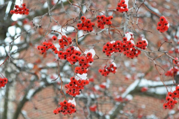 Crataegus phaenopyrum - Fruits