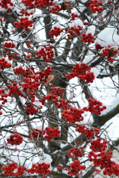 Crataegus phaenopyrum - Fruits