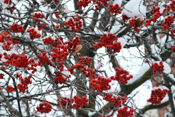 Crataegus phaenopyrum - Fruits