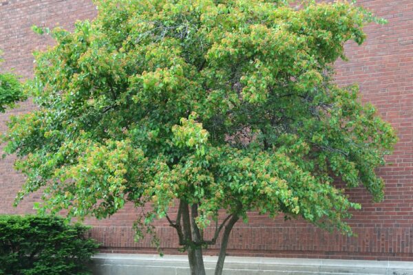 Crataegus phaenopyrum - Overall Habit
