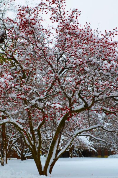 Crataegus phaenopyrum - Winter Interest