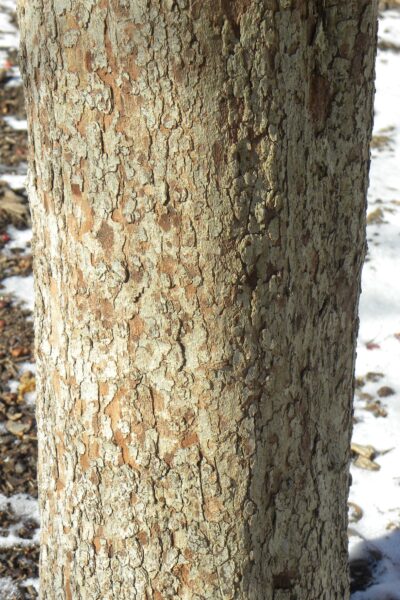 Crataegus phaenopyrum - Bark