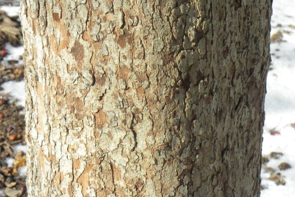Crataegus phaenopyrum - Bark