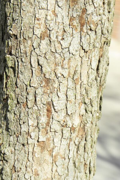 Crataegus phaenopyrum - Bark Detail