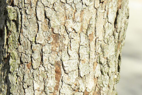 Crataegus phaenopyrum - Bark Detail