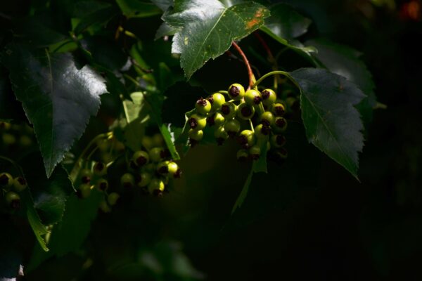 Crataegus viridis - Unripe Fruit
