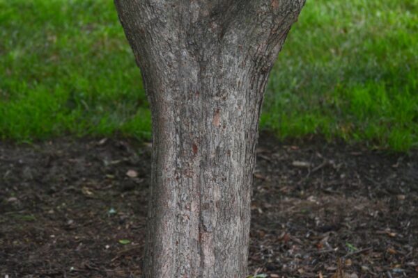 Crataegus viridis - Bark