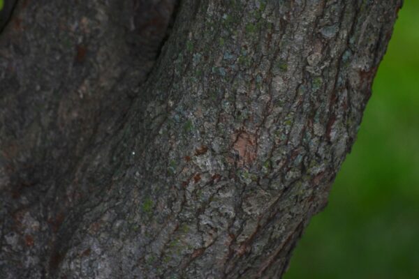 Crataegus viridis - Bark