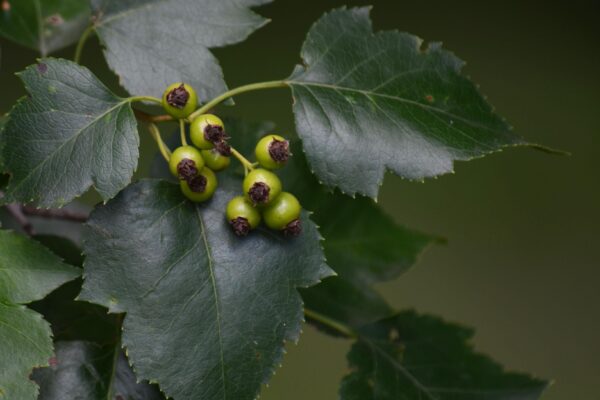 Crataegus viridis - Foliage and Unripe Fruit