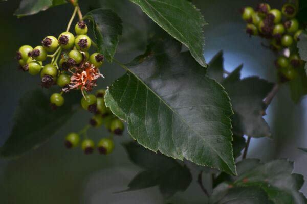 Crataegus viridis - Foliage and Unripe Fruit