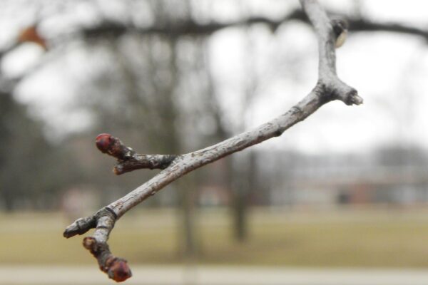 Crataegus viridis - Buds