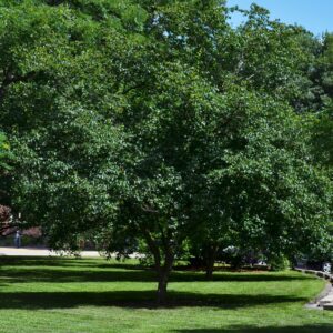 Crataegus viridis - Summer Habit