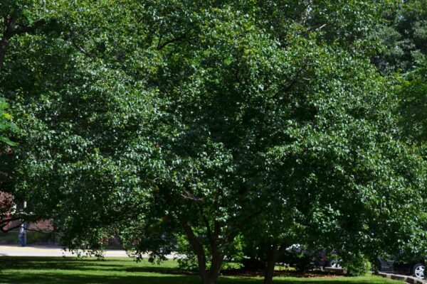 Crataegus viridis - Summer Habit