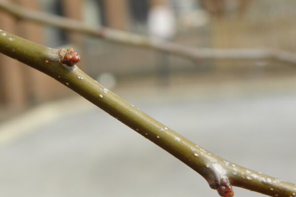 Crataegus viridis ′Winter King′ - Buds