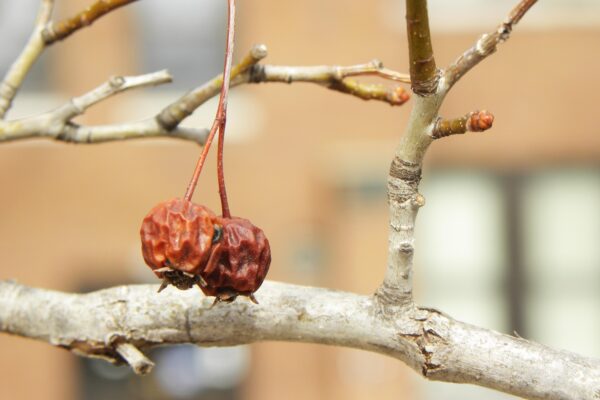Crataegus viridis ′Winter King′ - Old Fruit and Buds