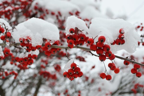 Crataegus viridis ′Winter King′ - Fruit in Winter