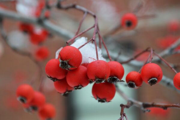 Crataegus viridis ′Winter King′ - Fruit