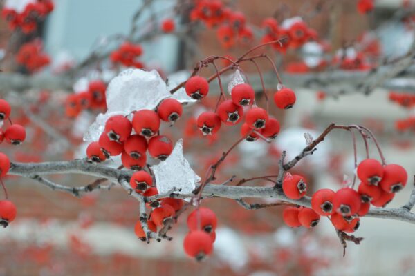 Crataegus viridis ′Winter King′ - Winter Fruit