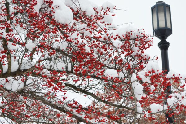 Crataegus viridis ′Winter King′ - Fruit - Winter Interest