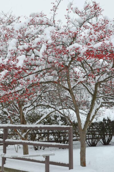 Crataegus viridis &prime;Winter King&prime; - Winter Habit