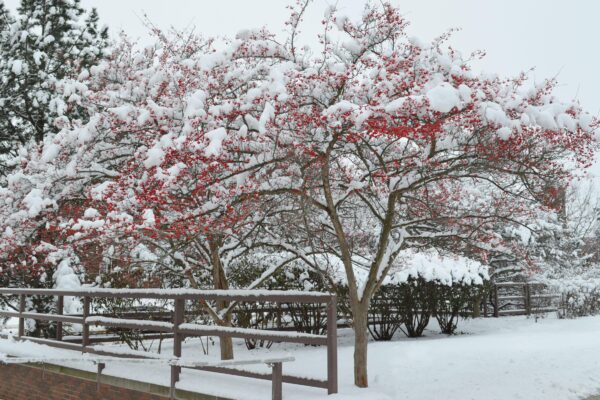 Crataegus viridis ′Winter King′ - Winter Habit