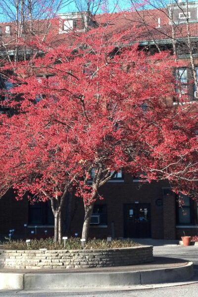 Crataegus viridis &prime;Winter King&prime; - Tree with Fruit in Fall