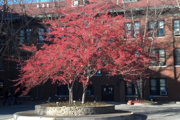 Crataegus viridis ′Winter King′ - Tree with Fruit in Fall
