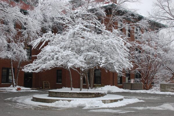 Crataegus viridis ′Winter King′ - Tree in Winter