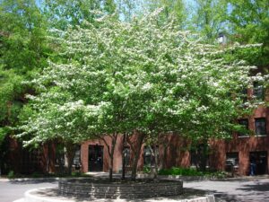 Crataegus viridis ′Winter King′ - Tree in Bloom in Spring
