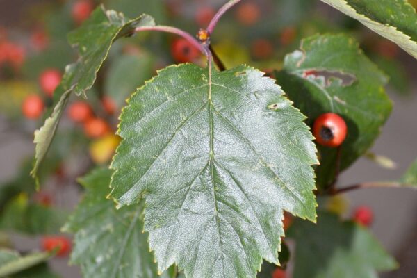 Crataegus viridis ′Winter King′ - Leaf