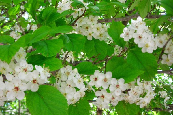 Crataegus viridis ′Winter King′ - Flowers