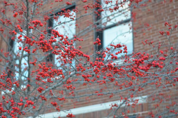 Crataegus viridis ′Winter King′ - Ripe Fruits