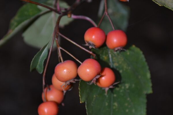 Crataegus viridis ′Winter King′ - Ripening Fruit