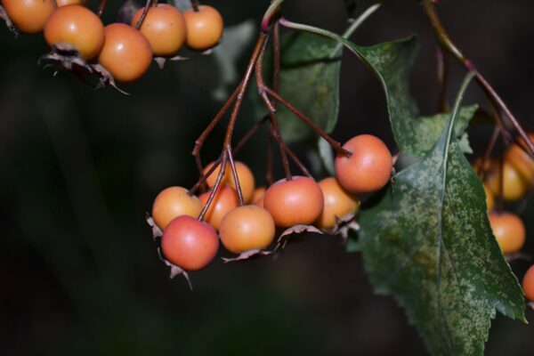 Crataegus viridis ′Winter King′ - Ripening Fruit