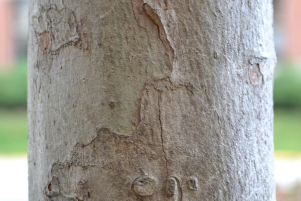 Crataegus viridis ′Winter King′ - Bark