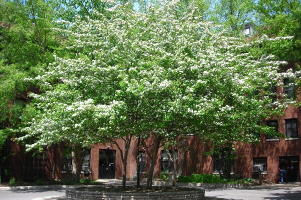 Crataegus viridis &prime;Winter King&prime; - Tree in Bloom in Spring