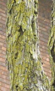 Crataegus × lavalleei - Bark