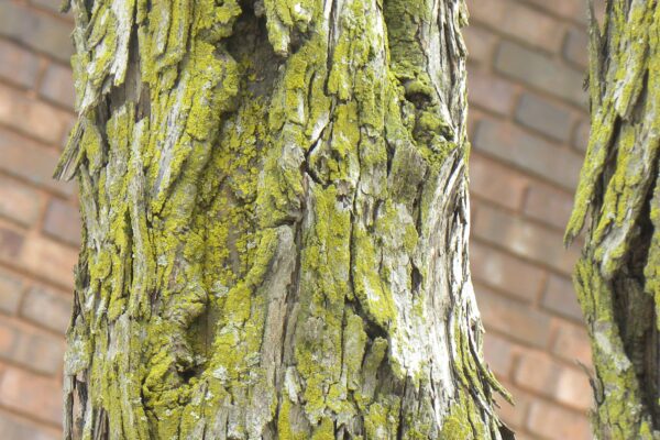 Crataegus × lavalleei - Bark