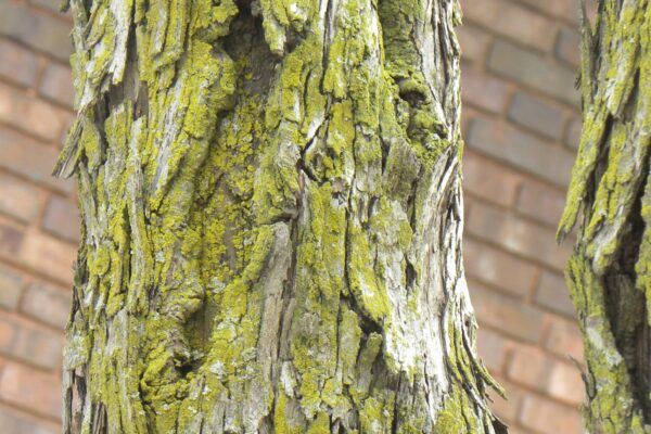 Crataegus &times; lavalleei - Bark